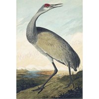 Oppenheimer Audubon Hooping Crane