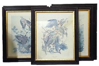 Vintage Framed Bird, Duck & Owl Prints