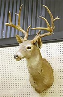 Mounted Mule Deer Head