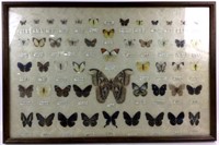 Framed Labeled Taiwan Butterfly Types Chart