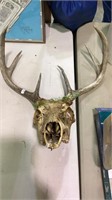 Real deer skull with 6 point rack, 14 inches