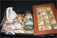 Collection of assorted seashells