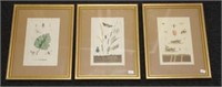 Three antique framed book plates