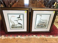 Pair of Framed and Matted Bird prints