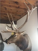 Bull Elk Shoulder mount