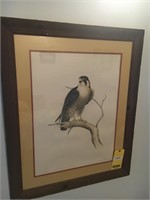 Hawk artwork by Dave Choppler