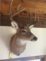 Whitetail deer shoulder mount