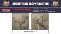 Yellow 44 Trophy Buck