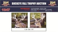 Y 29 Trophy Buck