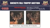 300" Trophy Buck