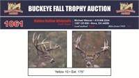 Yellow 10 Trophy Buck