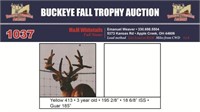 Yellow 413 Trophy Buck