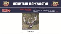 Orange 31 Trophy Buck