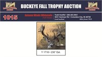 Y 1718 Trophy Buck