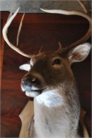 Excellent White Tail 8 Point Buck