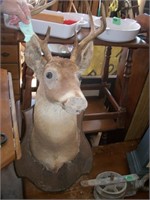 Mounted Deer head