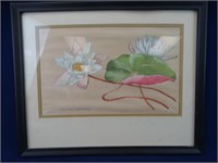 American Waterlily' Framed & Matted Behind Glass