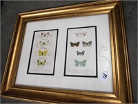 Framed 19th Century Moth/Butterfly Study Print