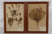 2 French Framed Plant Specimens 17" x 11"