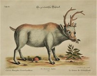18th Century Reindeer Etching