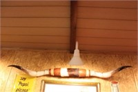 Real Texas Long Horns