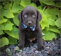 CHOCOLATE LAB - M - 07-16-2017