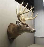 Whitetail Deer Shoulder Mount with Reproduction