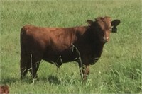 Bull Calf - Glenn Land  Elmo