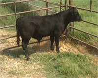 Bull Calf - Glenn Land Mr Elvis