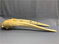 34" walrus head mount, with scrimmed tusks of vari