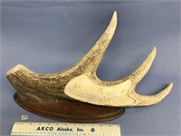Approx. 23" antler with relief carving of an eagle