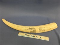 Approx. 27" fossilized ivory tusk, scrimmed with o
