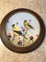 "Goldfinches in a field of Christle"
