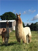 PVL Hot Image (Male cria at side)