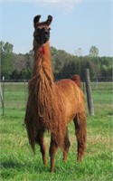 PVL Chilean Baylee (Male cria at side)