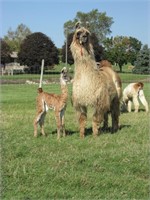 PVL Chilean Duplicate with female cria at side