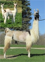 PVL Contraband’s Fancy (Male cria at side)