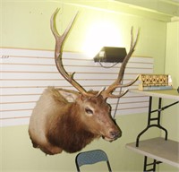 Large Taxidermy Elk  from Colorado