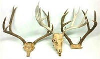 (3) Sets of Deer Antlers