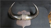 North American mounted Bison horns