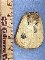 Slice of fossilized bone, 4" long      (m 36)