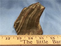 Fossilized mammoth tooth section, 3" x 3"      (m