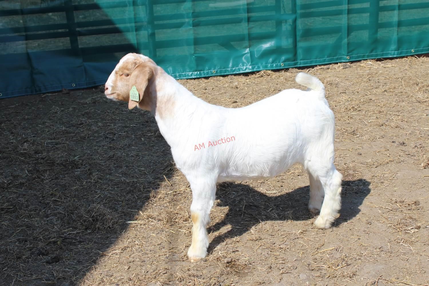 2019 Lammers Boer Goat Auction