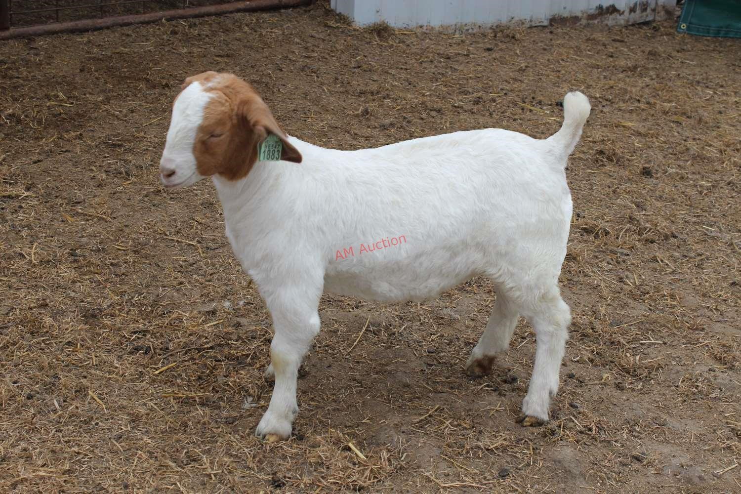 2019 Lammers Boer Goat Auction