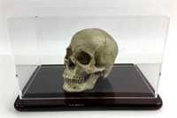 Resin Human Skull Replica Model