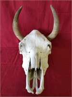 Vintage Barn-find European Mount Steer Skull