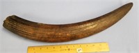 Extremely fossilized walrus tusk, approx. 22" long