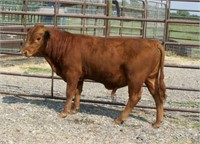 Bull Calf - Glenn Land Mr Egor