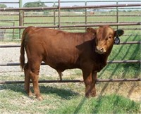 Bull Calf - Glenn Land Mr Elroy