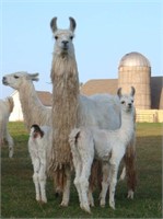 Chilean Destiny’s Indulgence (Male cria at side)